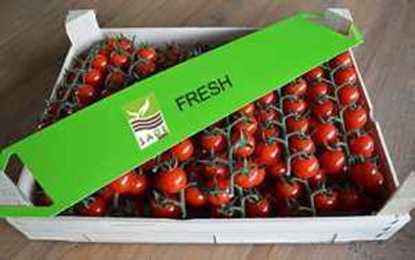 Tomatoes resmi