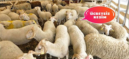 in Turkey, 99 usd, victim sheep / ADAKLIK, AKİKALIK KURBANLIKLAR / VICTIM SHEEP resmi