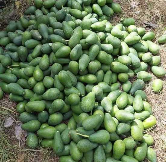 Picture of Türkiye-Alanya üretimi avokado 200 gram üzeri